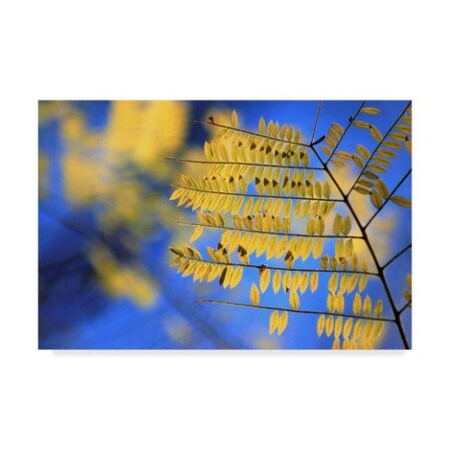 Incredi 'Yellow Leaves' Canvas Art,22x32